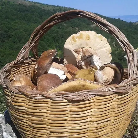 Antico Restauro Fonni